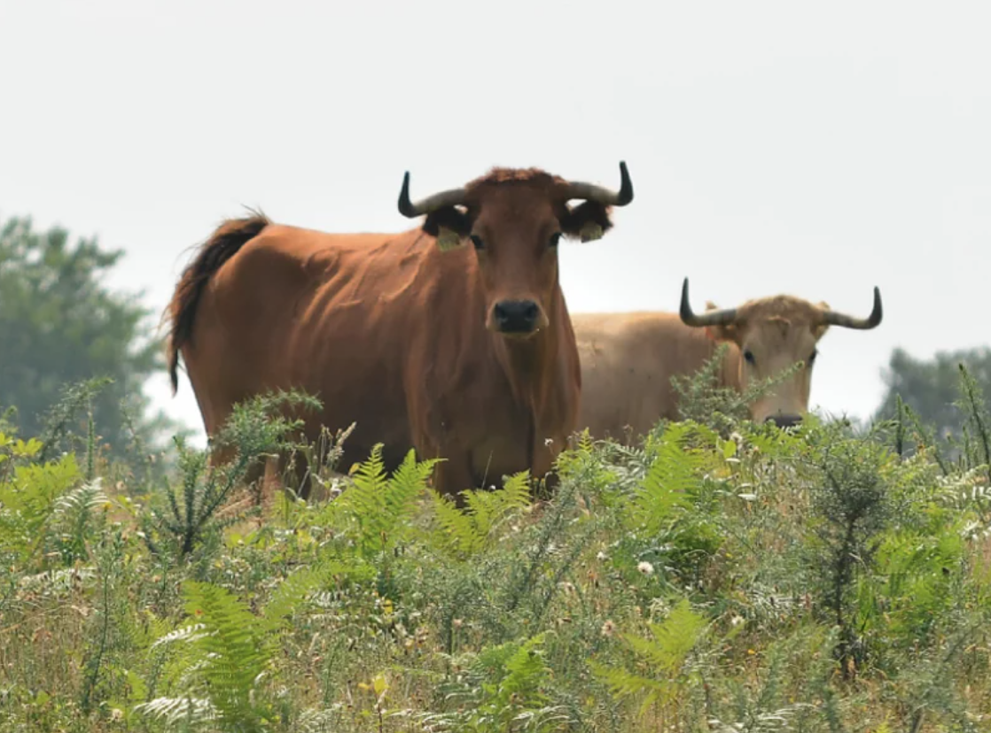 visite agro touristique d un elevage de taureaux vers bayonne